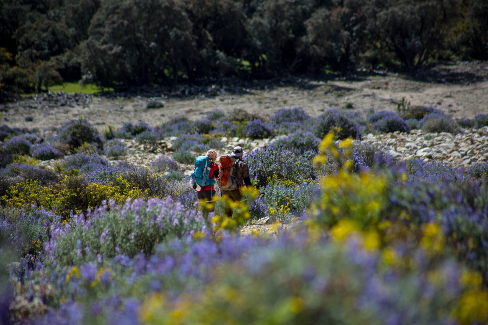 Two backpackers walk a path framed by blurred purple and yellow wildflowers